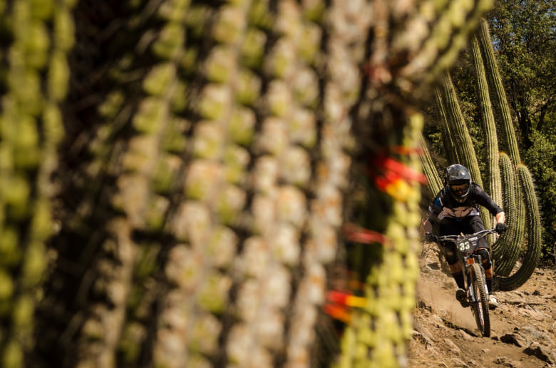 This is definitely something you don't want to crash into: a cactus. Photo by Dave. Trumpore
