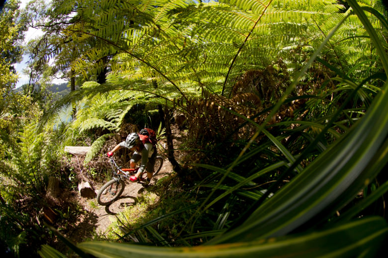 Fern surfing on the Nydia Bay Track
