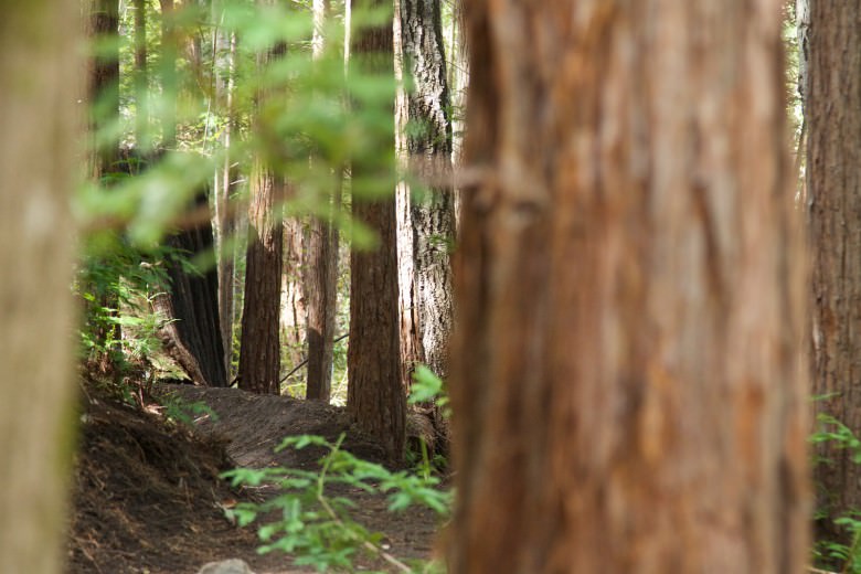 A sweet peek through the trees at one of the many berms to grace the flow trail at Demo.