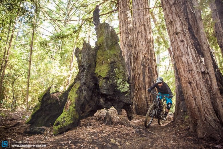 Ripping a corner through the massive redwood and leftover burnt out stump, creates a unique riding experience. 
