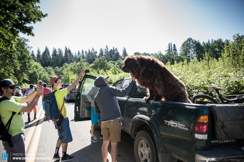 Brown bears can be quite friendly in this part of the world. This Newfoundland dog was absolutely giant, and as friendly as they come, greeting every passerby with a drooling smile. 