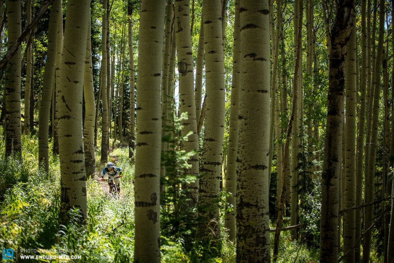 Aspens, sunlight. Yes, you should come ride here. 