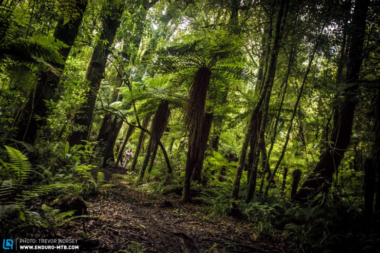 Whoever wins the weekends racing, it will be the NZ trails that will steal the show