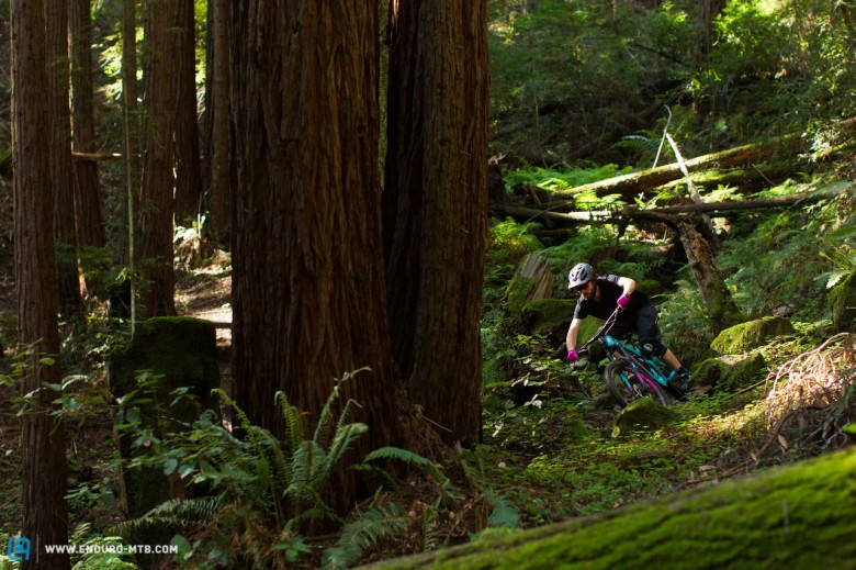 Showdown in the Redwoods of Santa Cruz!