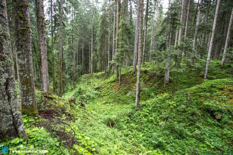 The alpine forest was an explosion of green