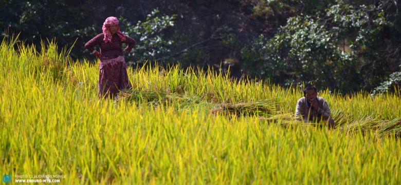 Landarbeiter in den Reisfeldern von Kathmandu Valley.
