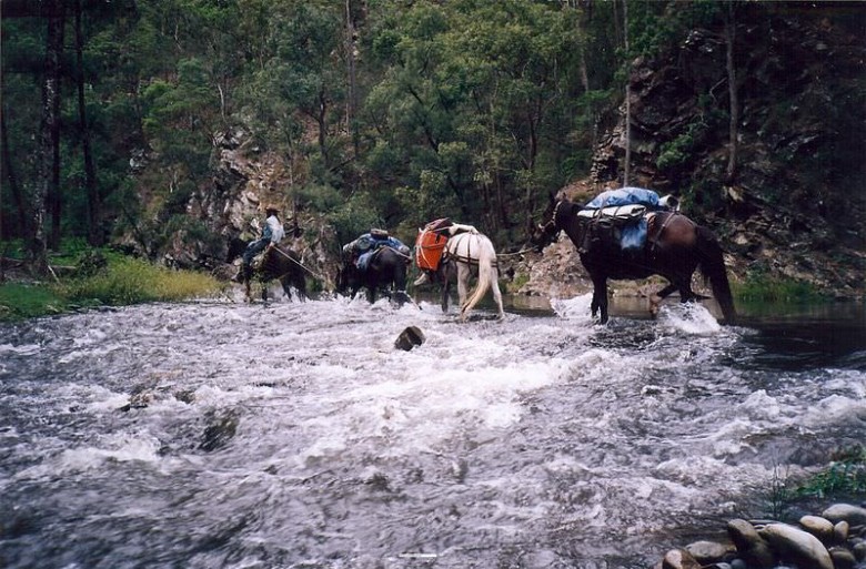 Using packhorses to access remote Wilderness is legal