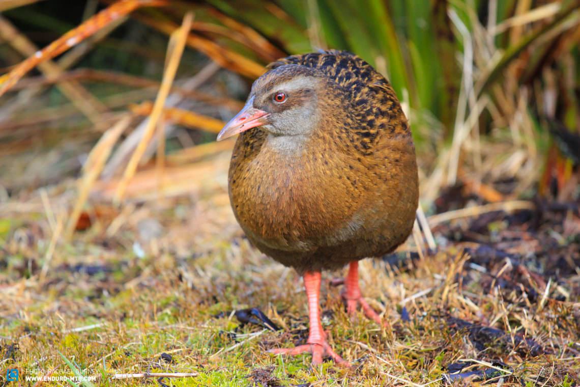 Greedy Weka looking pretty plump on the morsels from the visitors to this hut