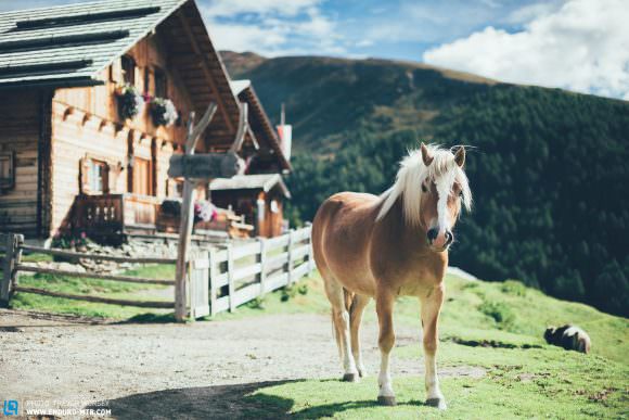 Everything in South Tyrol is beautiful, even the horses are perfect 